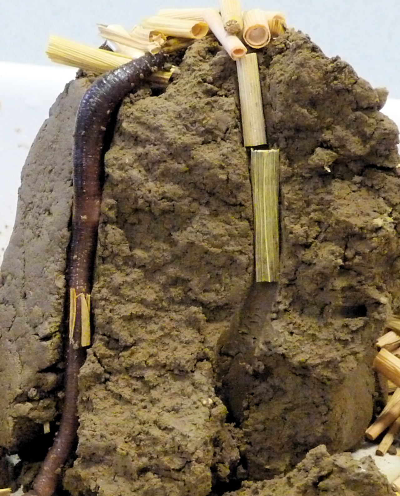 Die Regenwurm-Art Lumbricus terrestris frisst organische Reste von der Bodenoberfläche