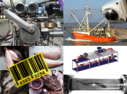 Anpassung und Weiterentwicklung von Monitoringsystemen für die Fischereiforschung (AutoMAt)