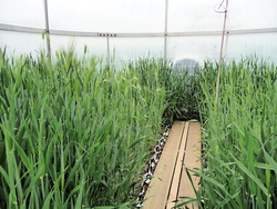 Responses of barley genotypes to elevated CO2