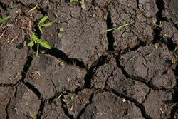 More Water – Rethinking the management of organic soils