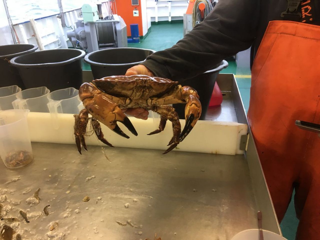 Brown crab (Cancer pagurus)