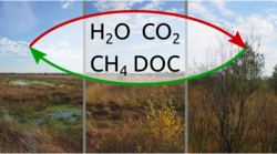 Folgenabschätzung der Vaskulärpflanzenbesiedelung auf den Wasser- und Kohlenstoffkreislauf Sphagnum-dominierter Hochmoore