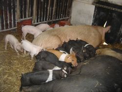 Castration of piglets