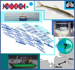Entwicklung von neuen, genetischen Methoden für das Monitoring von Fischbeständen am Beispiel des Europäischen Stints (Osmerus eperlanus)