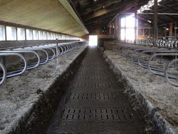 Ammoniakminderung in Rinderställen durch saubere Laufflächen