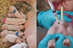 More iron for healthier piglets