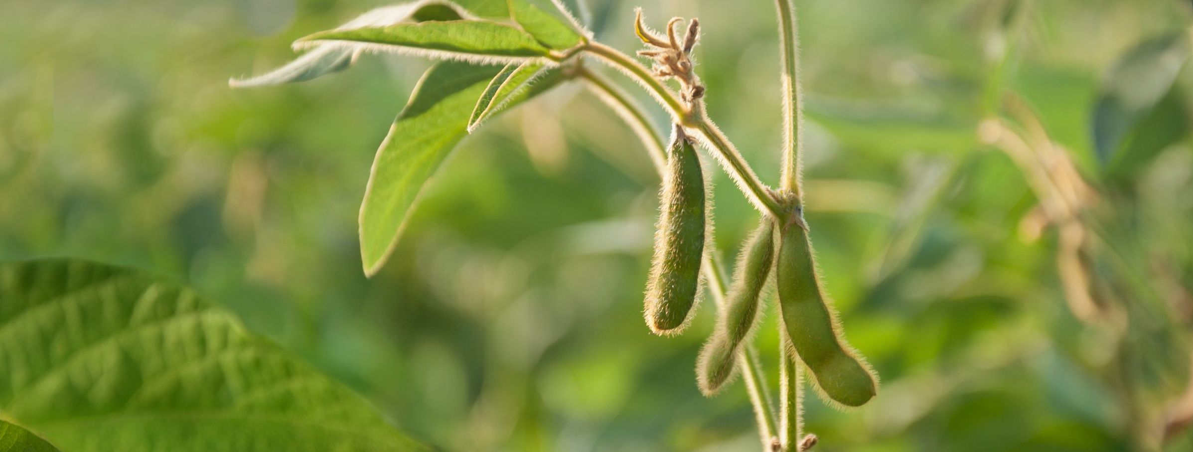 Sojapflanze mit Schoten in einem Sojafeld