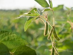Replace imports with domestic soybean cultivation and loosen crop rotations?