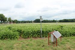 Sensor based irrigation control in potatoes