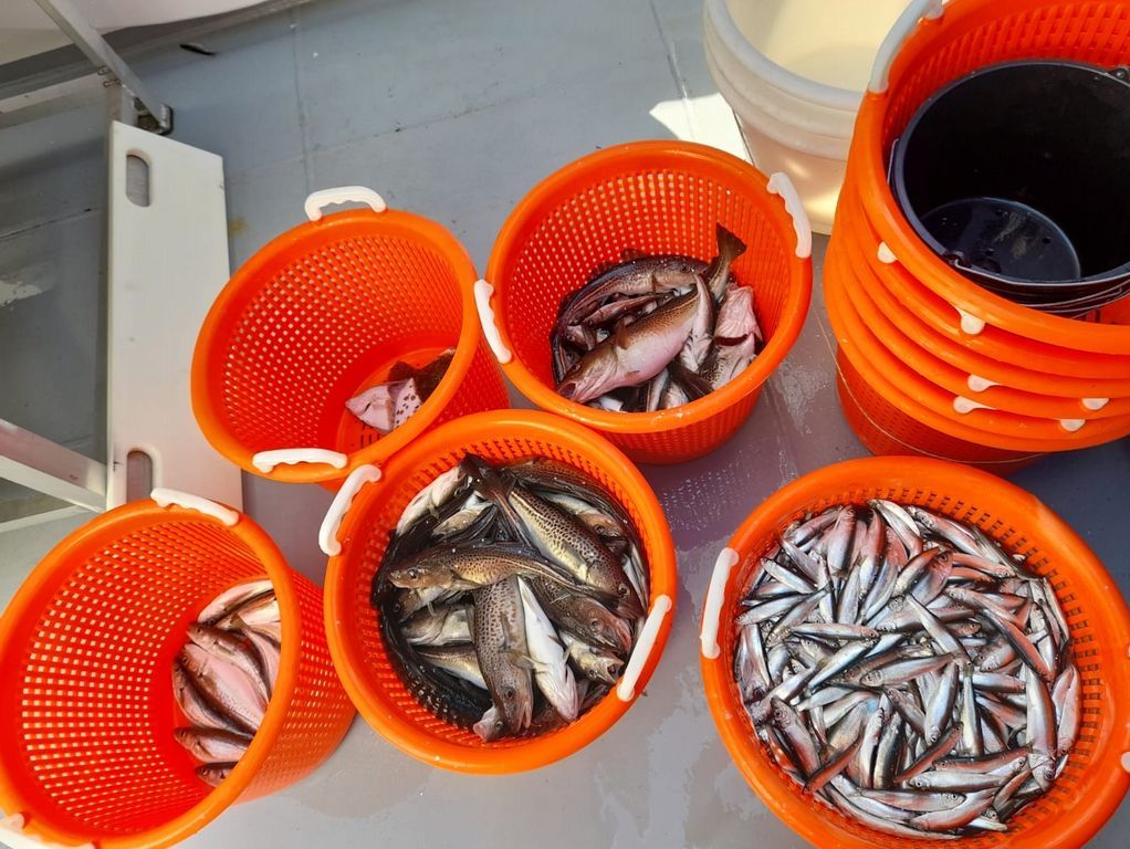 Mehrere Körbe mit dem nach Fischart sortierten Fang