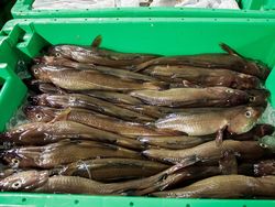 Hat Deutschland am 29. Februar seine Fischreserven verbraucht?