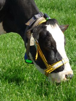 Sensoren zeigen, wie Milchkühe grasen