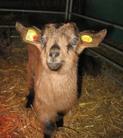 Animal welfare aspects on electronic animal identification for goats