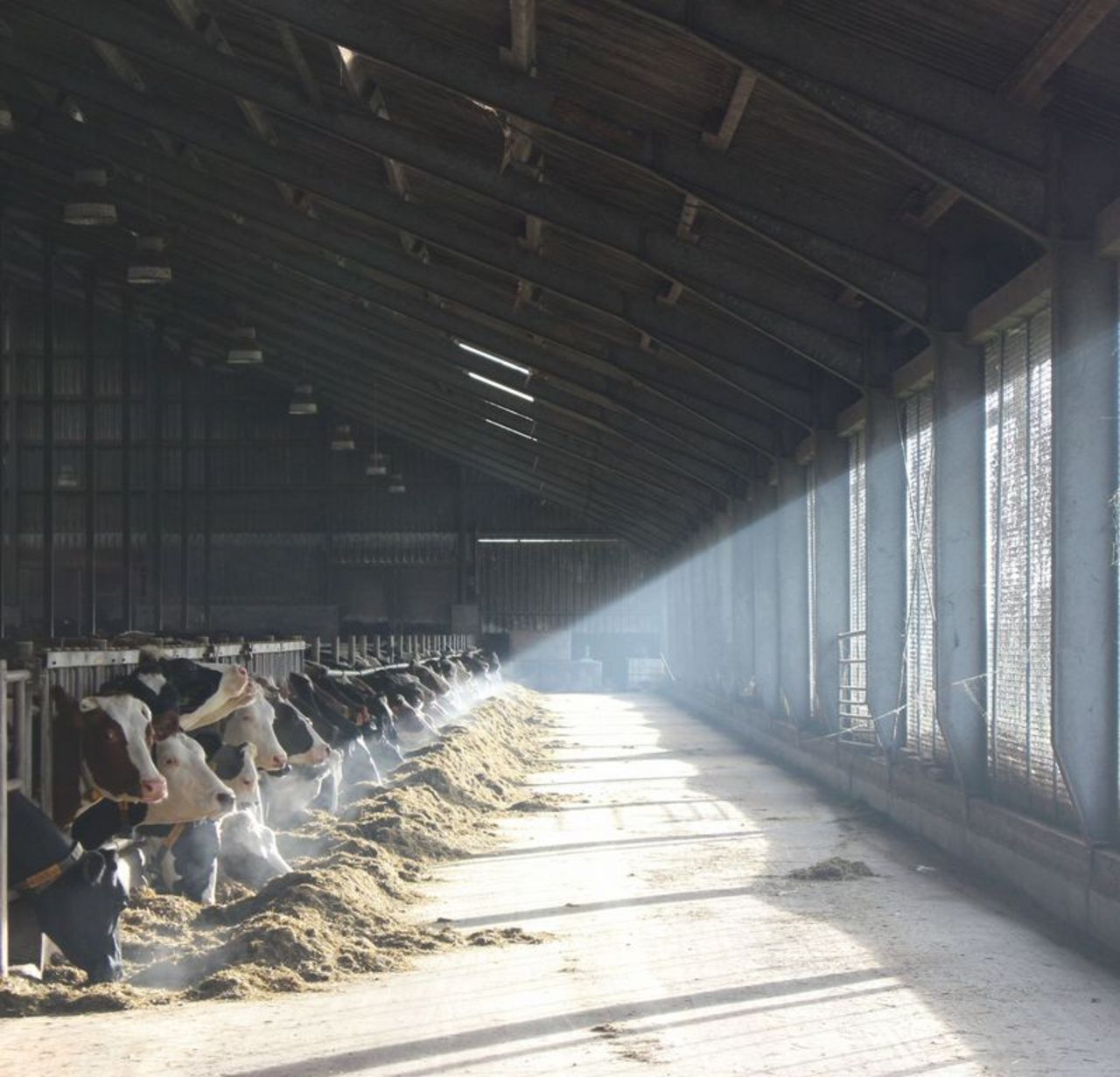 View into a naturally ventilated cattle stable