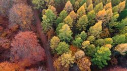 National Scale Tree Species Mapping for Germany