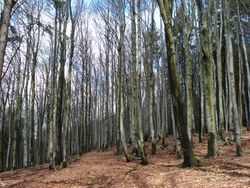 Growth of six beech provenances in Schleswig-Holstein