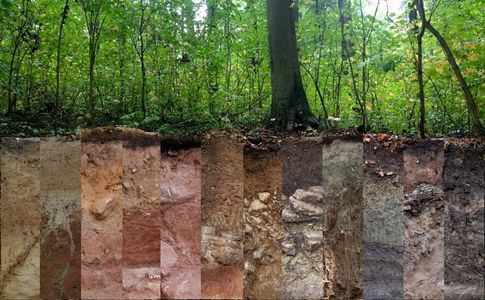 Die Vielfalt der Waldböden dargestellt anhand verschiedener Waldbodenprofile.