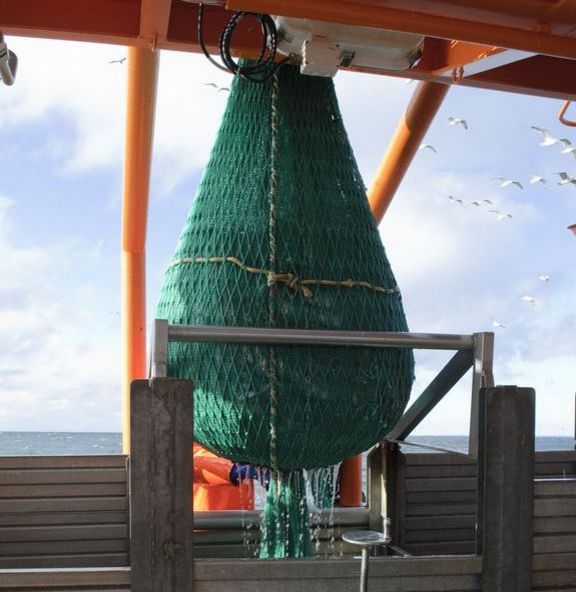 A well filled codend onboard a fisheries research vessel.