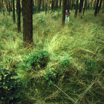 Auf dem Waldboden, über dem Gras und den Bodenpflanzen liegt ein Gitter aus Fäden