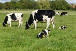 Unhorned herd of cows on pasture