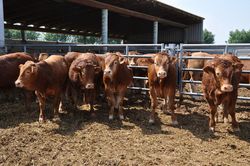 Construction of stables: trade-offs between animal welfare and emissions