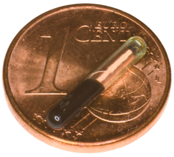 Ein kleiner Sender, der in Fische implaniert werden kann, sieht aus, wie ein kleiner Stab und liegt auf einem 1 cent Stück