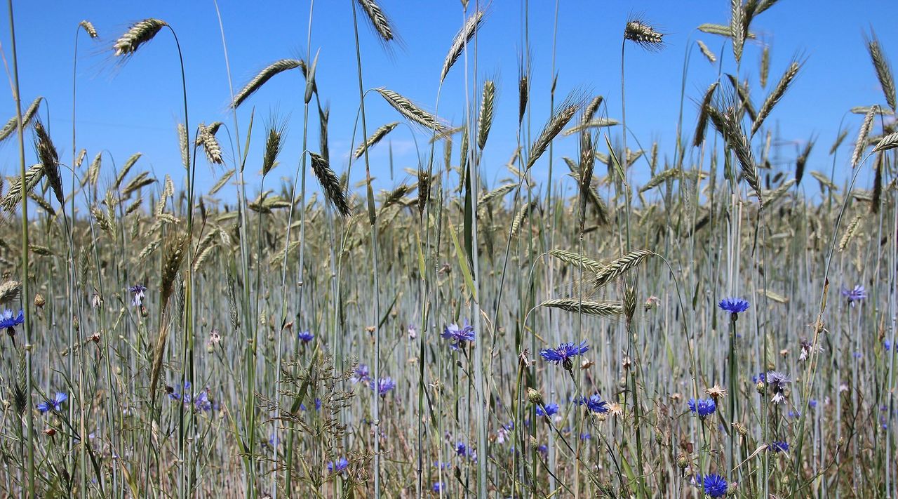 Rye field with cornflowers