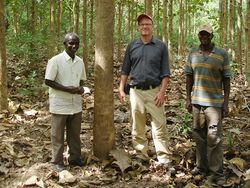 Nachhaltige Forstplantagen in Ghana