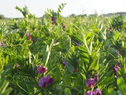 Saatwickensorte Slovena, lila blühend, auf dem Feld
