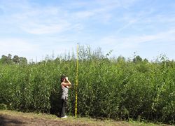 Testing of clones of poplar and willow for production of energy wood in short rotation coppice