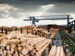 Effects on forest products markets