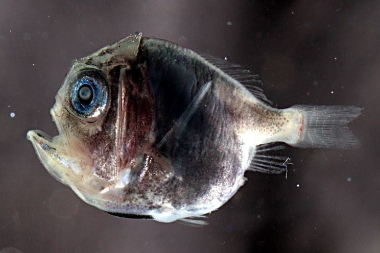Ein junger Fangzahnfisch (Anoplogaster brachycera)