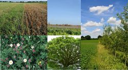 Carbon Farming und Klimalabeling