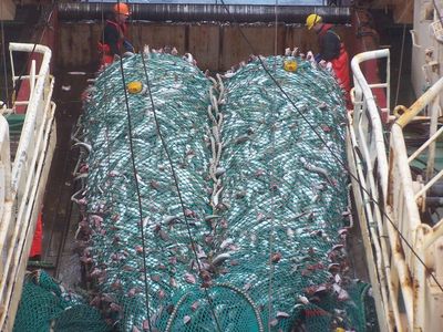 Ein voller Steert, gefüllt mit Fischen liegt an Deck eines Fischreischiffes