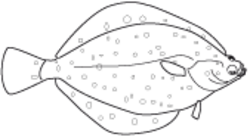 Eine Zeichnung einer Scholle