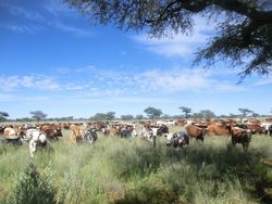 Optimized sustainable pasture utilisation of the semi-arid savanna in the Kalahari