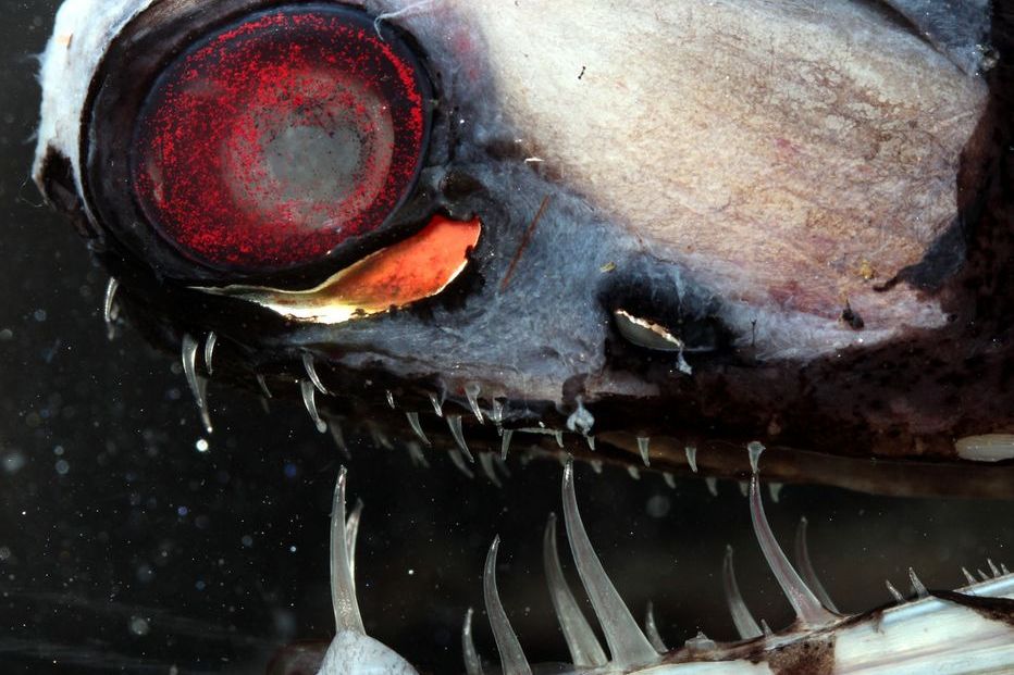 Das Auge eines Barten-Drachenfisches (Malacosteus niger)