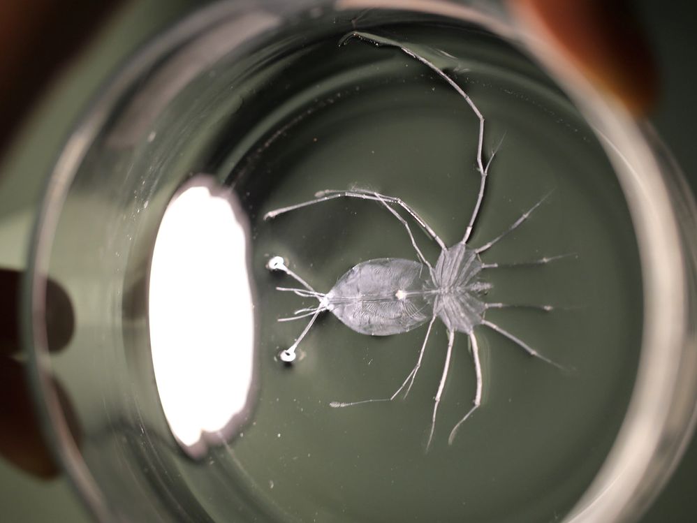 Eine große Langustenlarve. Sie ist abgeflacht, durchsichtig und entwickelt sich im Plankton. 