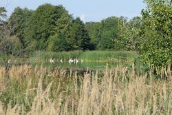 Sicherung der Biodiversität durch nachhaltig bewirtschaftete Teichlandschaften in der Lausitz