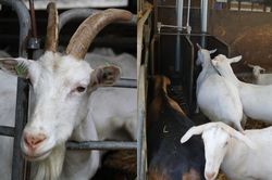 Development of an animal-friendly feeding system for horned goats
