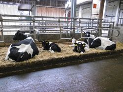 Cow-calf contact in dairy farming - how does it work?