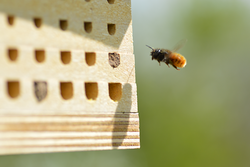 Development of standardised, nonlethal sampling methods for cavity-nesting wild bees