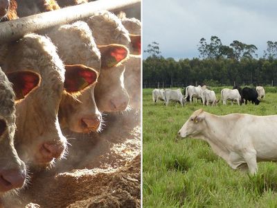 [Translate to English:] Zwei Bilder zur Rinderhaltung: Links in intensiver Haltung im Stall in Deutschland, rechts auf der Weide in Brasilien.