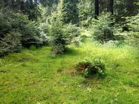 Naturnahes Quellmoor mit Fichtenbestand. Spitziger Berg im Thüringer Wald. 