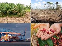 New EU regulation for deforestation-free products replaces EUTR