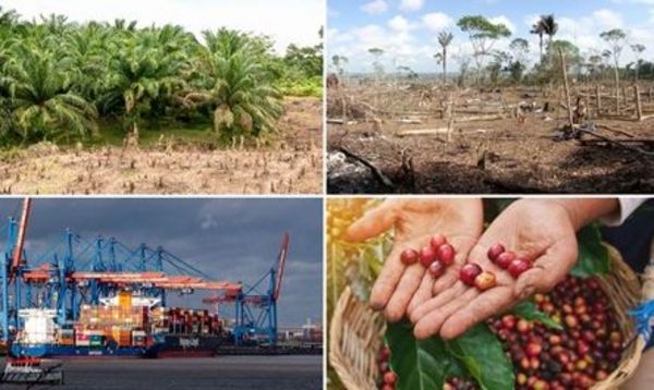 Collage of four pictures: Oil palms, clear-cut areas, overseas trade and coffee fruits..