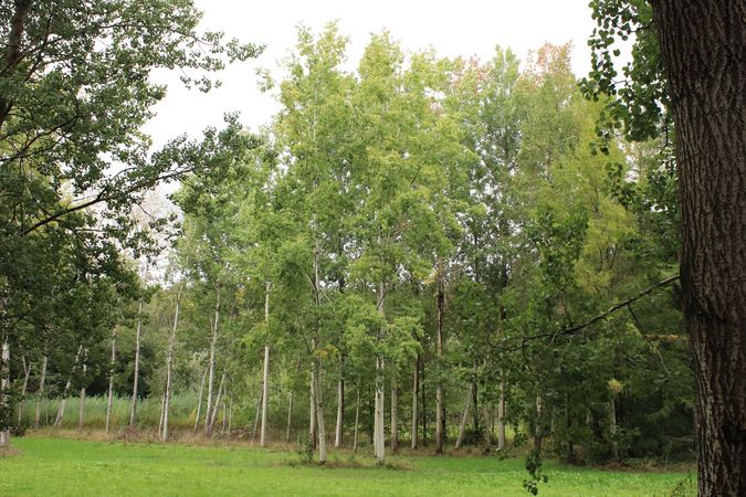 Several poplars planted in rows. In the foreground a lawn.