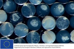 Studien zum Ichthyoplankton (Fischeier und -larven)