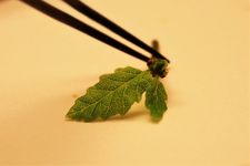 Mit einer Pinzette wird ein kleiner Trieb gehalten, der zwei grüne Blätter trägt.