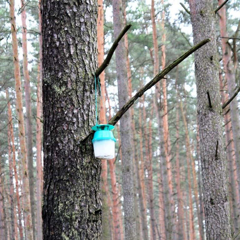 Eine kleine Insektenfalle aus Plastik häng an einem Baum